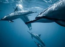 开云官网-华体会官网入口:开启你的体育热潮与智慧投注之旅